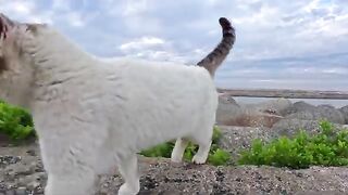 When I climbed onto the breakwater, a cat that had been sleeping on the tetrapods came out to be petted.