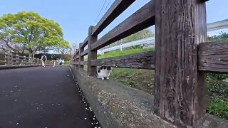 A cat that was on the bridge in the park came out to be petted.