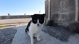 There are many cats waiting to be petted on the breakwater of Cat Island.