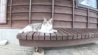There was a cat sitting on a bench at the ferry terminal on Cat Island.