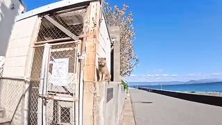 The cat that was on top of the wall came and sat next to me when I sat on the breakwater.