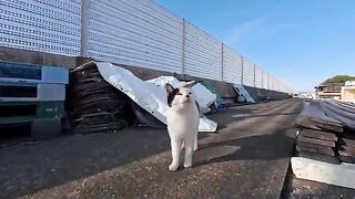 When I went to the fishing port, a calico cat with a heart mark on its back came to me for petting.