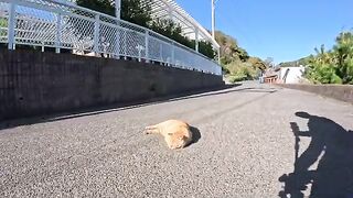 I petted a cat that was sleeping in the middle of the road, and it rolled over – so cute!