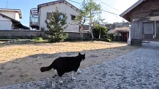 A cat goes to drink water from the island's shrine.