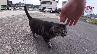 I met this cat in the parking lot of the fishing port in the evening... The moment our eyes met, it unexpectedly came running towards me.