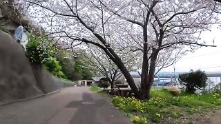 A cat that was at a cherry blossom viewing spot on Cat Island.