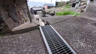 I thought the cat checkpoint was empty, but then a cat emerged from the drain and came to cuddle me, which warmed my heart.
