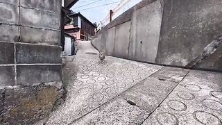 The cat I encountered in the back alleys of Cat Island was just too cute.