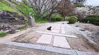 When I went to the cherry blossom viewing spot below the shrine, cats gathered around me.