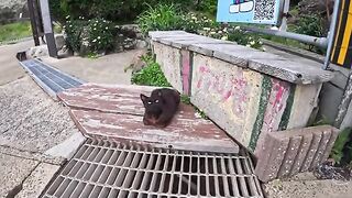 Waiting for the ferry back...the moment a black cat followed me and jumped onto my lap was just too precious.