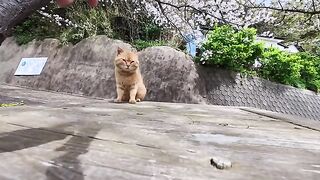 A tabby cat was unexpectedly sent to a free outdoor cat cafe on the island...