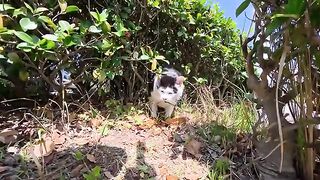 The park cat that was resting in the bushes came out when I saw its face.