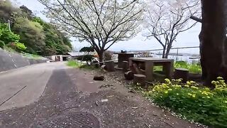 Cherry blossom viewing at the free outdoor cat cafe on the island was absolutely amazing.