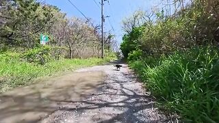 I unexpectedly encountered this adorable calico cat on a gravel path in a pine forest by the sea... what a heartwarming moment.
