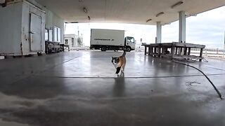 The calico cat at the fishing port that rolled around when you petted it was just too cute.
