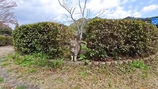 The cat that manages the footbath was resting quietly in the grass...it noticed me and came out.