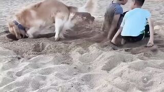 Funniest golden retriever moments #dogs #goldenretriever #funnyvideo #shorts #dogs #pets #goldenretriever #puppy #funnyvideo #funnydogs