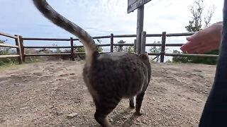 A cat came toddling over to the observation deck on the cape and demanded a pat on the back.