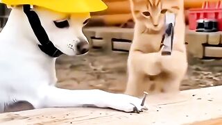 Animal funny video 12