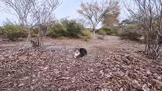 A surprising turn of events after petting a cat... The story of being led to a gazebo by a park cat was incredibly heartwarming.