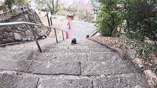 The moment the black cat at the shrine came down from the bottom of the stairs to be petted was just too precious...