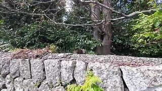 I'm releasing a compilation of previously unreleased cat videos I filmed this week. 4