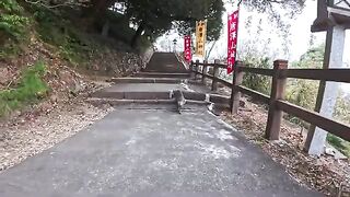 As I climbed the stairs leading to the mountain shrine, a cat came running down to greet me... I was soothed by this unexpected and wonderful gesture.