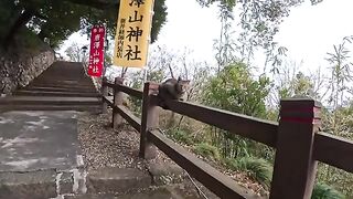 On my way up to the mountain shrine... a cat came over to greet me from the railing and it was just too cute!