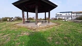 The tabby cat guarding the smaller gazebo in the park was just too cute... it was like a guardian, and so heartwarming.
