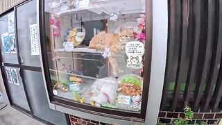 Katsudon, Gomoku Soba, Cat