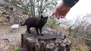 As I continued up the path to the shrine on top of the mountain, a black cat came to greet me.