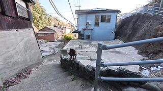 In a fishing port town, as I climbed the stairs in an alleyway, a friendly cat came to me for petting.