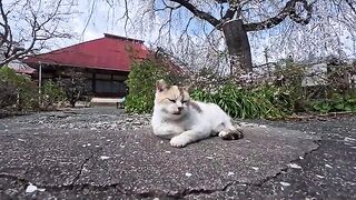 A cat at the temple is leisurely enjoying the cherry blossoms under a cherry tree.