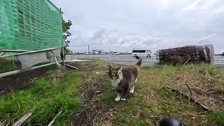 The cat by the parking lot on the beach... has started to warm up to me a bit and rubs against my legs.