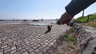 I was sitting in the open area of ​​the seaside park when a cat came up to me to be petted.