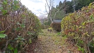 The cat who manages the footbath was taking a break in the bushes.