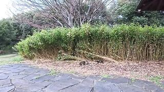 I saw some cats in the park...only the tabby cat came over to be petted.