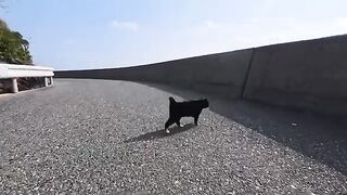A cat climbs the breakwater to come and be petted...