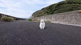 I met a cute white cat on the bridge... It rubbed against my legs and it was adorable.