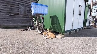 I'm releasing a compilation of previously unreleased cat videos I filmed this week. 5
