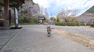 I went to the footbath and the caretaker cat showed up... to inform me that it was closed for the day.