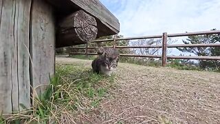 The cats at the lookout point on the cape...they're all pretty wary, but the smallest kitten, a tabby and white cat, came over to be petted.