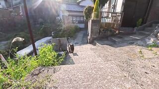 A calico cat was climbing the stairs to the hilltop, one step at a time... A moment that captivated my heart.
