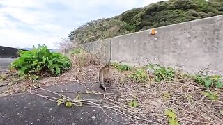I encountered a friendly cat on the bridge... It rubbed against my legs and then unexpectedly climbed up!