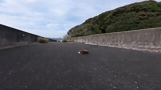 The bridge leading to the small island, inaccessible to cars, was a pretty good spot for cats.