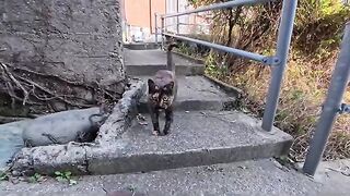 Walking through the back alleys of this fishing port town, it's fun to see cats popping out from everywhere.