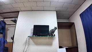 The cat that entered the room first checked out the room's amenities.