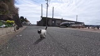 If you walk down the street near the harbor on Cat Island, cats will come up to you from nowhere.