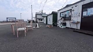 Cats gather at the cafe in front of the island's ferry terminal.