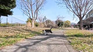 I met a cat in the park, and before I knew it, it came over to me to be petted... such a sweet moment.